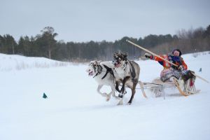 Снимок сделан на Дне охотника и оленеводв в посёлке Варьёган( ХМАО, недалеко от г.Радужный). На фото - момент гонки на оленях.