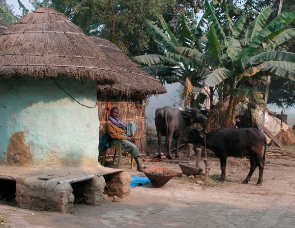 Декабрь 2009. Фотография сделана в селении Кушинагара (Индия, штат Уттар Прадеш). Деревенская жизнь.