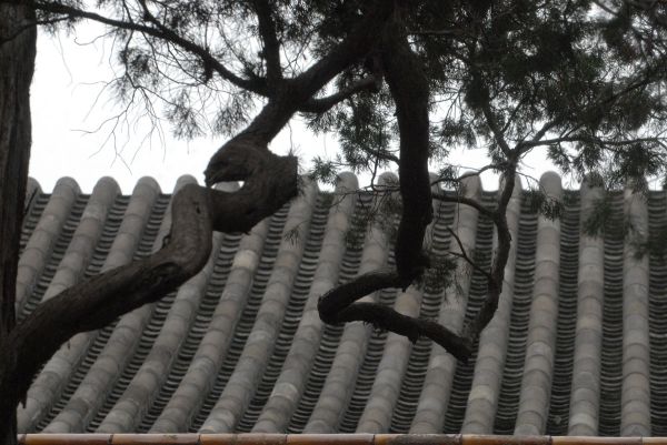 Традиционная изогнутая черепичная крыша и деревья, над художественным образом которых колдовало пять поколений садовников. Снято в Шанхае в 2010 году