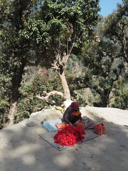 Химачал-Прадеш 2022, женщина у дороги продаёт цветы рододендрона для приготовления местного напитка брас. Индия, Химачал-Прадеш, округ Манди 2022 год